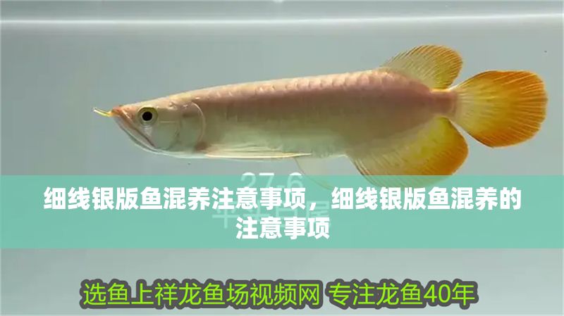 細(xì)線銀版魚混養(yǎng)注意事項(xiàng)，細(xì)線銀版魚混養(yǎng)的注意事項(xiàng) 細(xì)線銀版魚混養(yǎng)注意事項(xiàng)，細(xì)線銀版魚混養(yǎng)的注意事項(xiàng) 虎魚百科 第7張