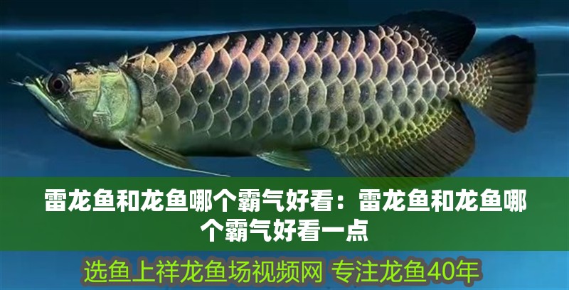 雷龍魚和龍魚哪個霸氣好看：雷龍魚和龍魚哪個霸氣好看一點