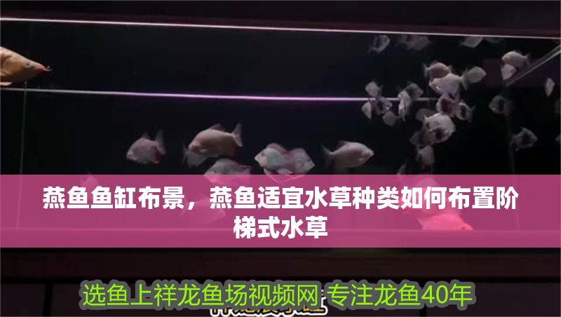 燕魚魚缸布景，燕魚適宜水草種類如何布置階梯式水草