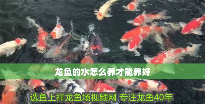 龍魚的水怎么養才能養好