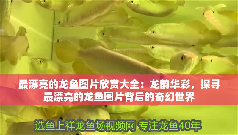 最漂亮的龍魚圖片欣賞大全：龍韻華彩，探尋最漂亮的龍魚圖片背后的奇幻世界