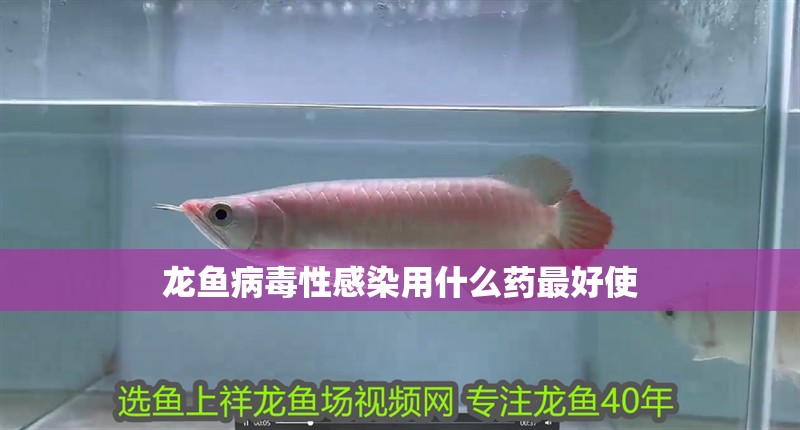 龍魚病毒性感染用什么藥最好使
