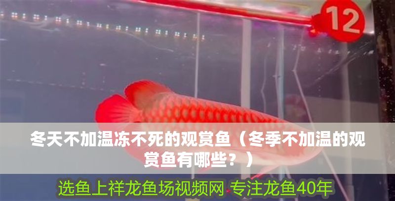 冬天不加溫凍不死的觀賞魚（冬季不加溫的觀賞魚有哪些？）