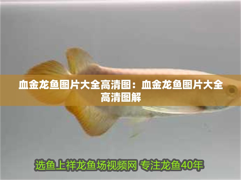 血金龍魚圖片大全高清圖：血金龍魚圖片大全高清圖解