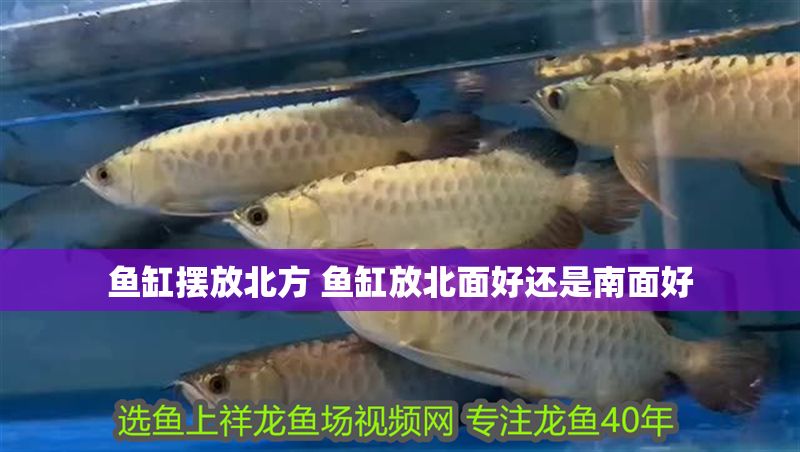 魚缸擺放北方 魚缸放北面好還是南面好