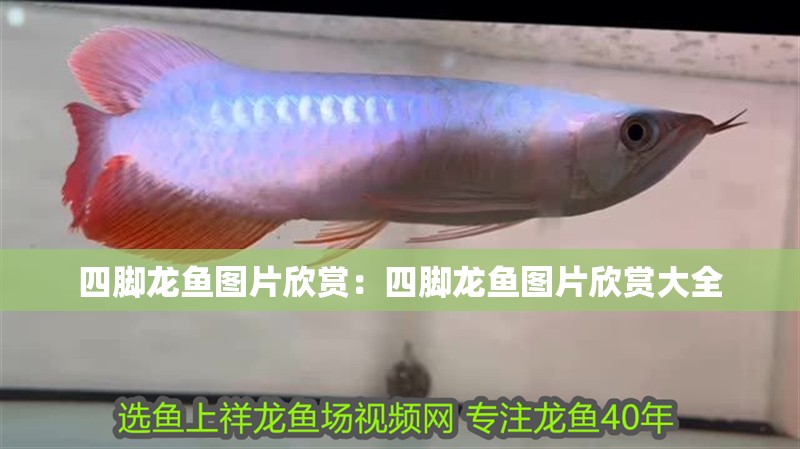 四腳龍魚圖片欣賞：四腳龍魚圖片欣賞大全