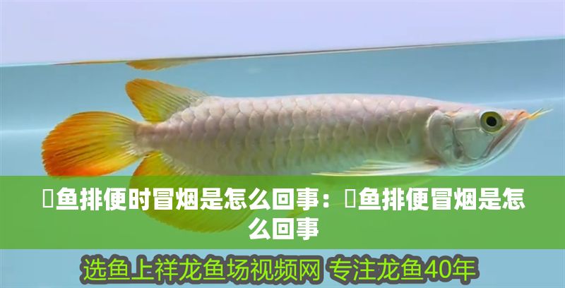魟魚排便時冒煙是怎么回事：魟魚排便冒煙是怎么回事