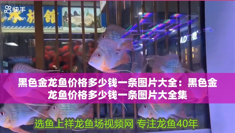 黑色金龍魚價格多少錢一條圖片大全：黑色金龍魚價格多少錢一條圖片大全集