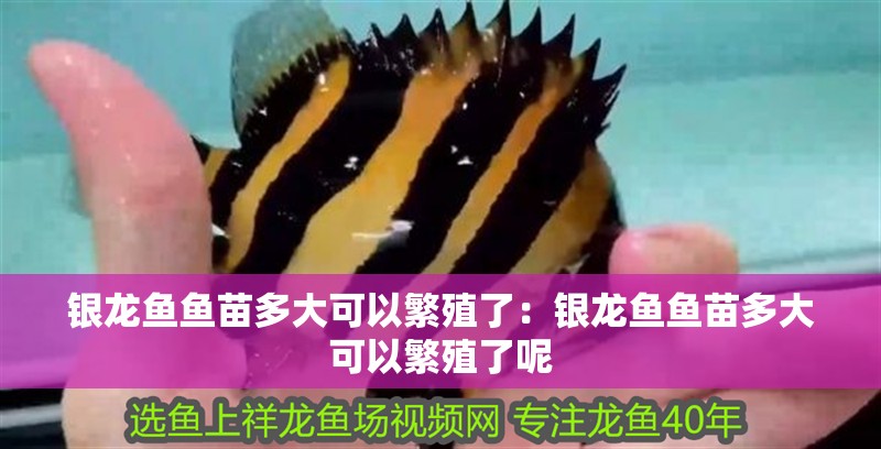 銀龍魚魚苗多大可以繁殖了：銀龍魚魚苗多大可以繁殖了呢