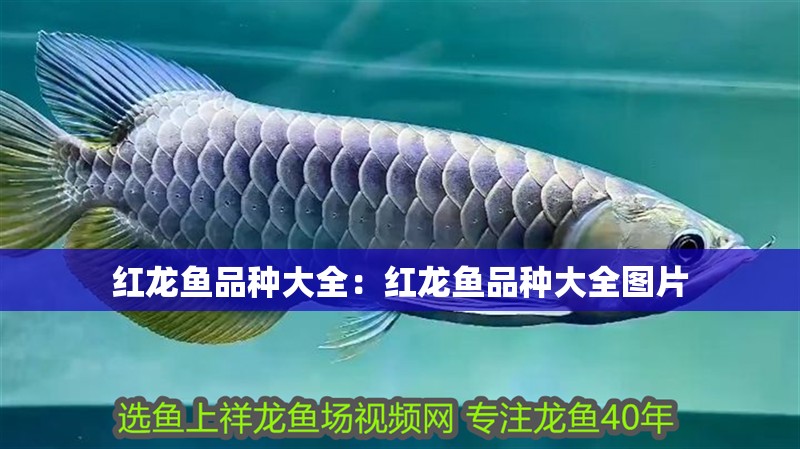 紅龍魚品種大全：紅龍魚品種大全圖片
