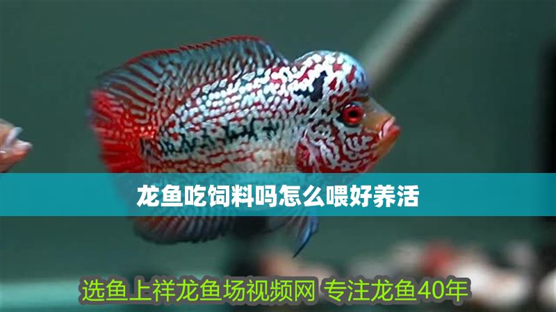 龍魚吃飼料嗎怎么喂好養活 龍魚吃飼料嗎怎么喂好養活 龍魚百科 第2張