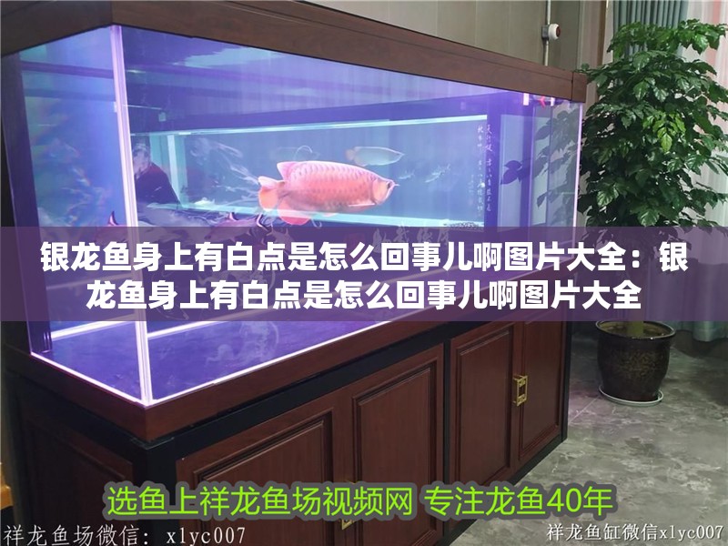 銀龍魚(yú)身上有白點(diǎn)是怎么回事兒啊圖片大全：銀龍魚(yú)身上有白點(diǎn)是怎么回事兒啊圖片大全