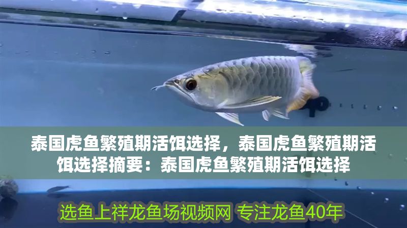 泰國(guó)虎魚繁殖期活餌選擇，泰國(guó)虎魚繁殖期活餌選擇摘要：泰國(guó)虎魚繁殖期活餌選擇