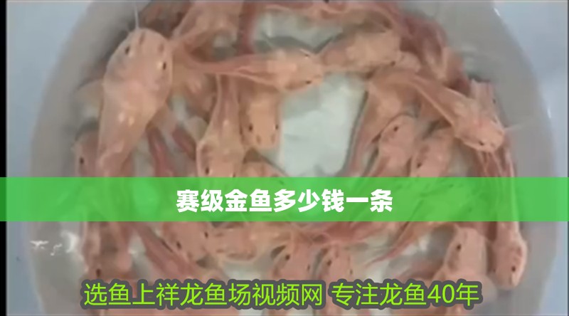 賽級金魚多少錢一條
