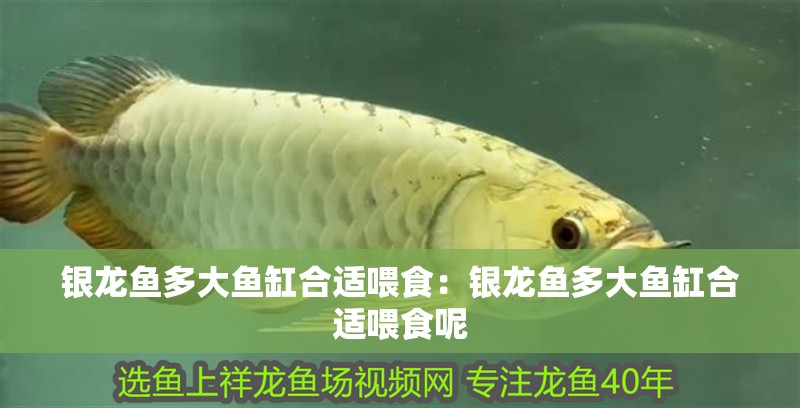 銀龍魚多大魚缸合適喂食：銀龍魚多大魚缸合適喂食呢