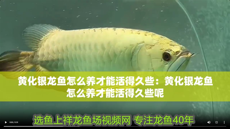 黃化銀龍魚怎么養(yǎng)才能活得久些：黃化銀龍魚怎么養(yǎng)才能活得久些呢 黃化銀龍魚怎么養(yǎng)才能活得久些：黃化銀龍魚怎么養(yǎng)才能活得久些呢 水族問答