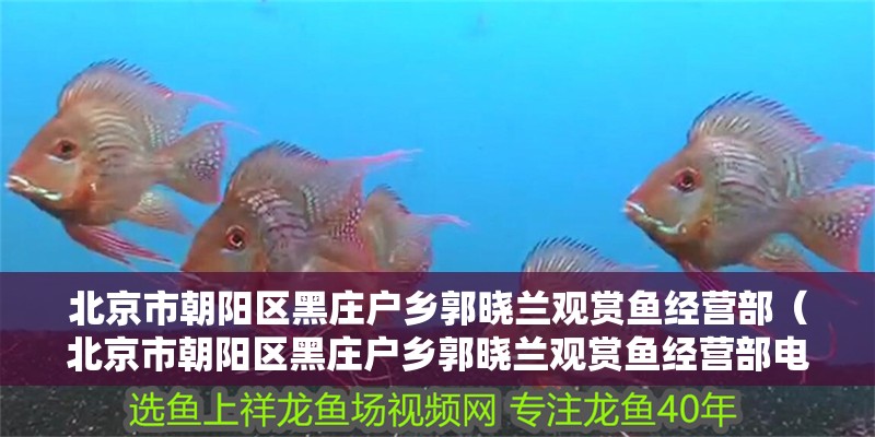 北京市朝陽區(qū)黑莊戶鄉(xiāng)郭曉蘭觀賞魚經(jīng)營部（北京市朝陽區(qū)黑莊戶鄉(xiāng)郭曉蘭觀賞魚經(jīng)營部電話）