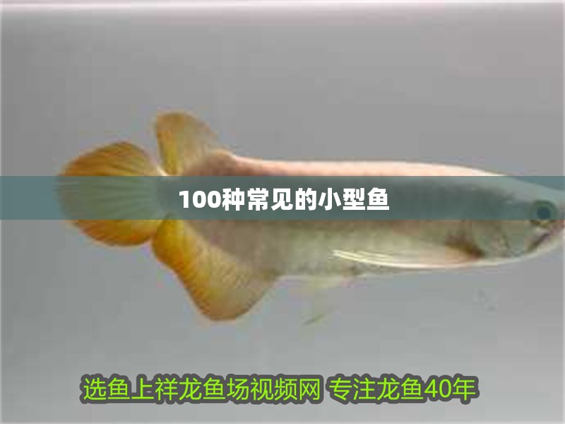 100種常見的小型魚