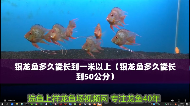 銀龍魚多久能長到一米以上（銀龍魚多久能長到50公分）