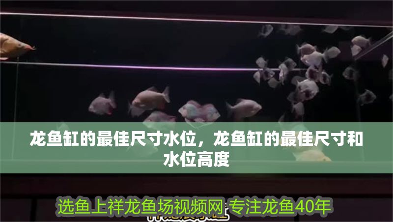 龍魚缸的最佳尺寸水位，龍魚缸的最佳尺寸和水位高度 龍魚缸的最佳尺寸水位，龍魚缸的最佳尺寸和水位高度 魚缸百科 第2張