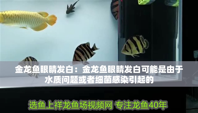 金龍魚眼睛發白：金龍魚眼睛發白可能是由于水質問題或者細菌感染引起的
