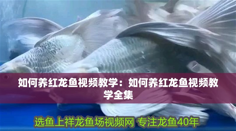 如何養紅龍魚視頻教學：如何養紅龍魚視頻教學全集