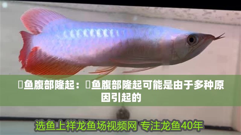 魟魚腹部隆起：魟魚腹部隆起可能是由于多種原因引起的
