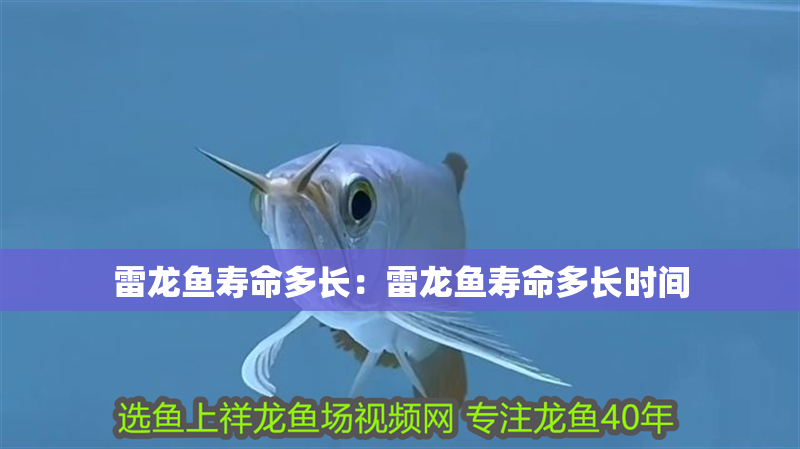 雷龍魚壽命多長：雷龍魚壽命多長時間