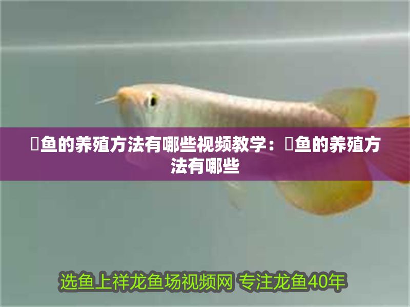 魟魚的養殖方法有哪些視頻教學：魟魚的養殖方法有哪些