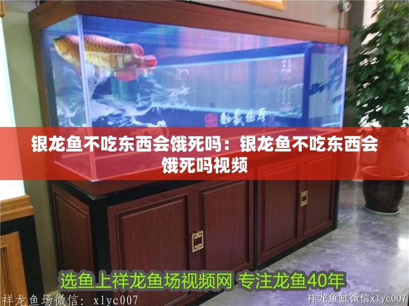 銀龍魚不吃東西會餓死嗎：銀龍魚不吃東西會餓死嗎視頻 銀龍魚不吃東西會餓死嗎：銀龍魚不吃東西會餓死嗎視頻 水族問答