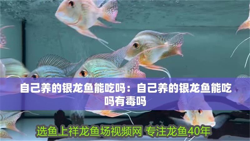 自己養(yǎng)的銀龍魚能吃嗎：自己養(yǎng)的銀龍魚能吃嗎有毒嗎