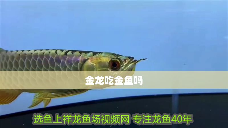 金龍吃金魚嗎