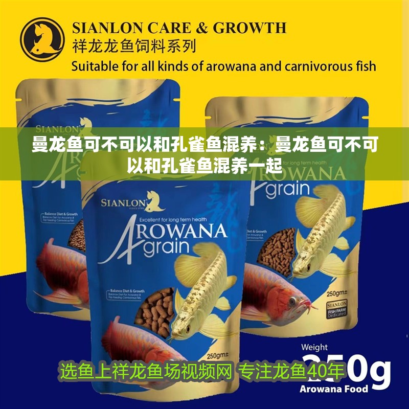 曼龍魚可不可以和孔雀魚混養：曼龍魚可不可以和孔雀魚混養一起