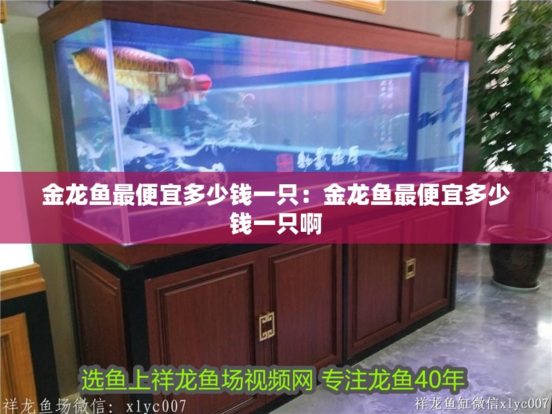 金龍魚最便宜多少錢一只：金龍魚最便宜多少錢一只啊