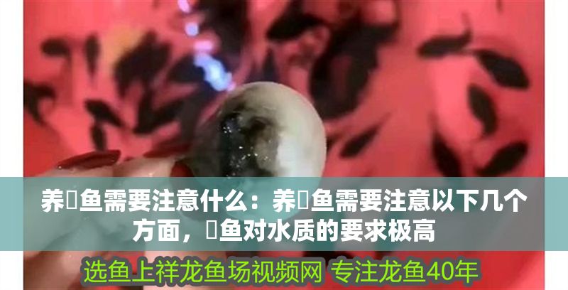 養魟魚需要注意什么：養魟魚需要注意以下幾個方面，魟魚對水質的要求極高