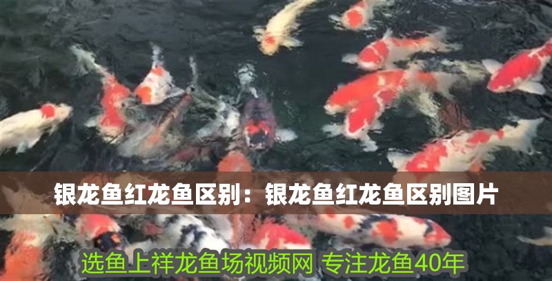 銀龍魚紅龍魚區(qū)別：銀龍魚紅龍魚區(qū)別圖片