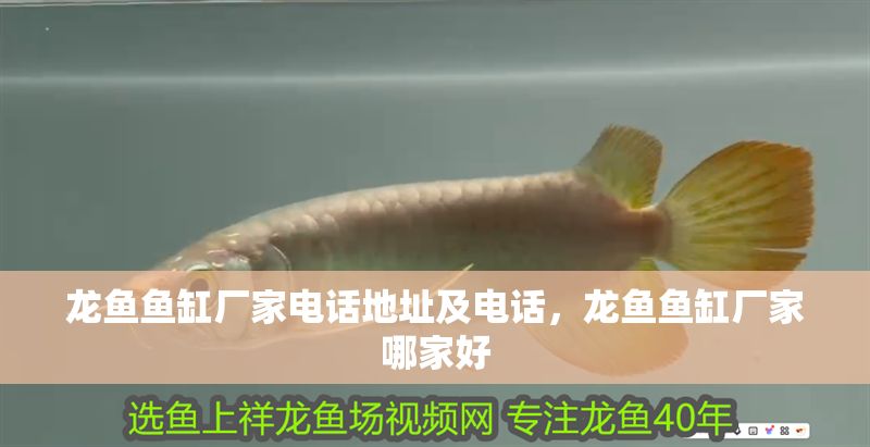 龍魚魚缸廠家電話地址及電話，龍魚魚缸廠家哪家好
