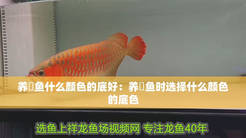 養魟魚什么顏色的底好：養魟魚時選擇什么顏色的底色