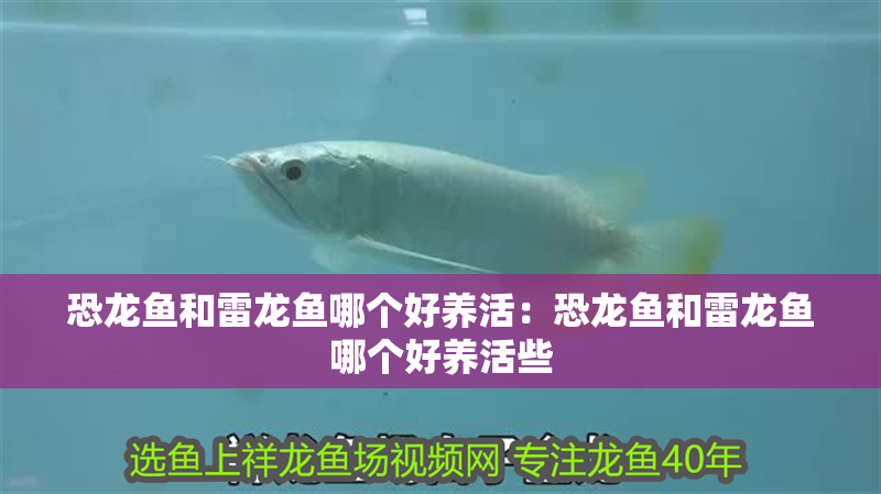 銀龍魚嘴巴前面爛掉了怎么辦啊圖片(銀龍魚嘴巴前面爛掉了怎么辦啊圖片大全)