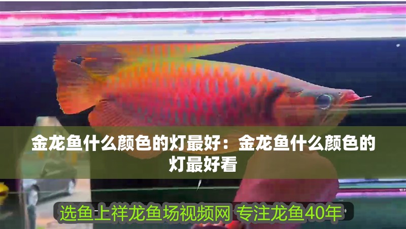 金龍魚什么顏色的燈最好：金龍魚什么顏色的燈最好看