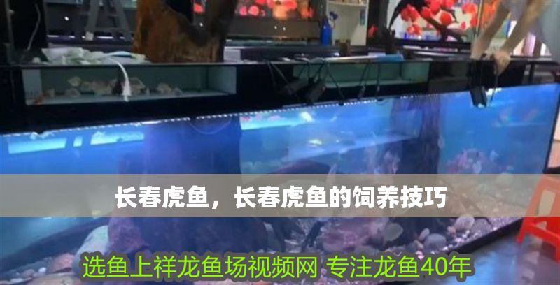 長春虎魚，長春虎魚的飼養技巧