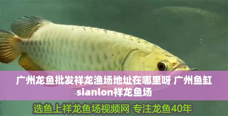 廣州龍魚批發祥龍漁場地址在哪里呀 廣州魚缸sianlon祥龍魚場