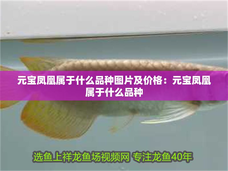 元寶鳳凰屬于什么品種圖片及價格：元寶鳳凰屬于什么品種