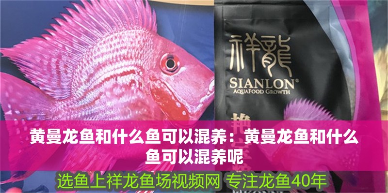 黃曼龍魚和什么魚可以混養(yǎng)：黃曼龍魚和什么魚可以混養(yǎng)呢 黃曼龍魚和什么魚可以混養(yǎng)：黃曼龍魚和什么魚可以混養(yǎng)呢 水族問答