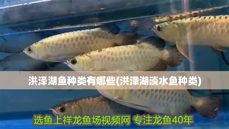 洪澤湖魚種類有哪些(洪澤湖淡水魚種類)