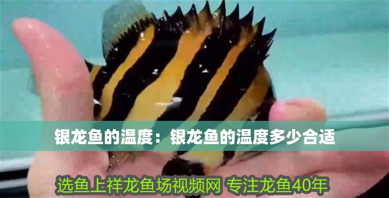 銀龍魚的溫度：銀龍魚的溫度多少合適