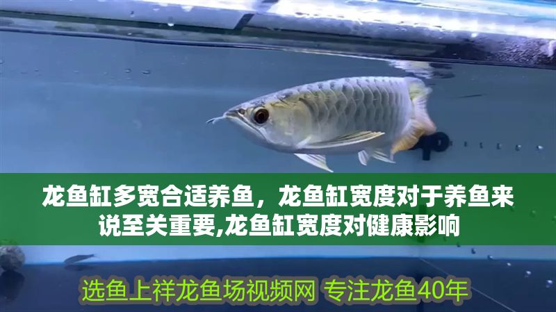 龍魚缸多寬合適養(yǎng)魚,龍魚缸寬度對于養(yǎng)魚來說至關(guān)重要,龍魚缸寬度對健康影響 魚缸百科 第2張 龍魚缸多寬合適養(yǎng)魚,龍魚缸寬度對于養(yǎng)魚來說至關(guān)重要,龍魚缸寬度對健康影響 龍魚缸多寬合適養(yǎng)魚,龍魚缸寬度對于養(yǎng)魚來說至關(guān)重要,龍魚缸寬度對健康影響 魚缸百科 第2張