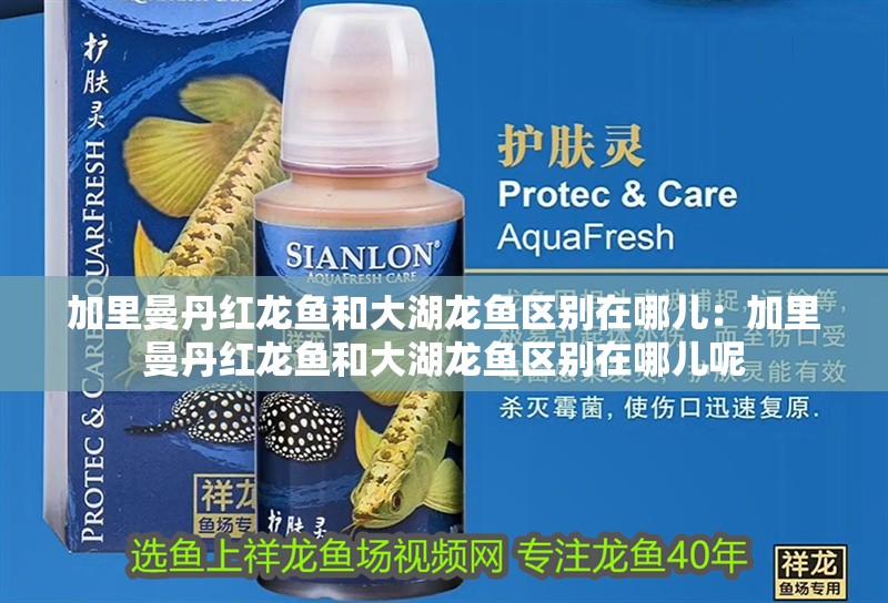 加里曼丹紅龍魚和大湖龍魚區別在哪兒：加里曼丹紅龍魚和大湖龍魚區別在哪兒呢
