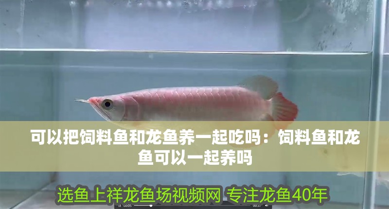 可以把飼料魚和龍魚養一起吃嗎：飼料魚和龍魚可以一起養嗎