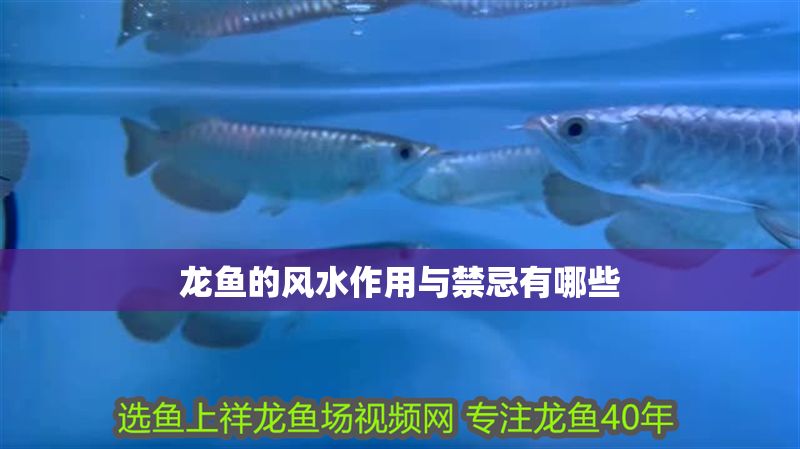 龍魚的風(fēng)水作用與禁忌有哪些 龍魚百科 第2張 龍魚的風(fēng)水作用與禁忌有哪些 龍魚的風(fēng)水作用與禁忌有哪些 龍魚百科 第2張